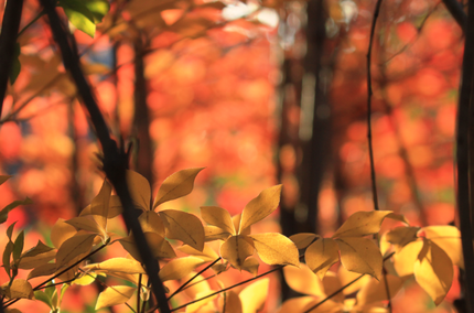 ドウダンツツジの紅葉と黄葉。