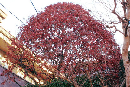 これが今日撮影した写真・・・。