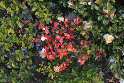 山茶花異常・・・。