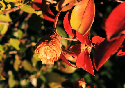 山茶花の怪・・・。