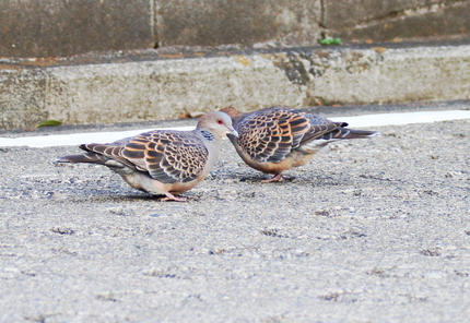 一緒に餌を探そうよ。