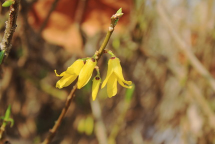 黄色い花が咲きだした・・・。