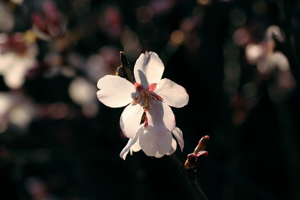 桜咲く・・・。