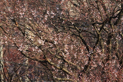 桜咲く・・・。