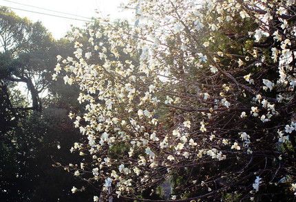 「辛夷」一斉に花開く・・・。