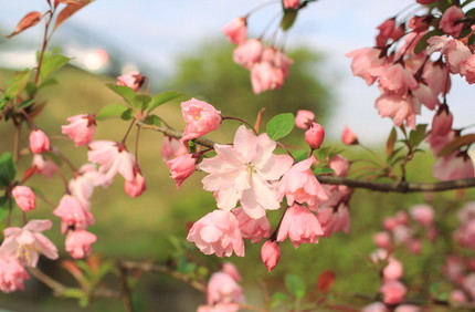 桜を撮る（3）