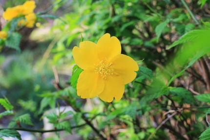 ヤマブキ咲く・・・。