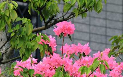 石楠花が咲いていた・・・。