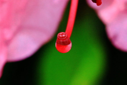 しずくの芸術・・・。
