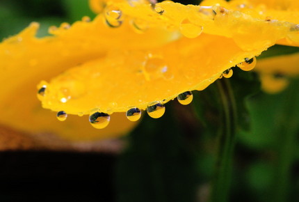 雨上がりの朝にて・・・。