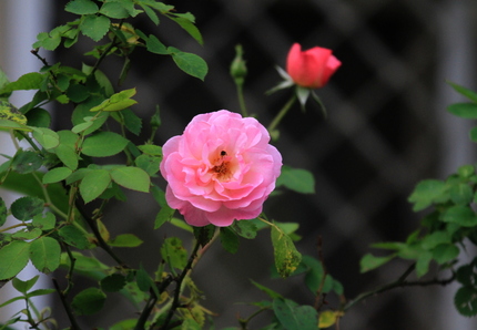 造花のような・・・。