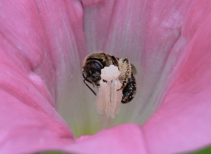 花粉にまみれて・・・。