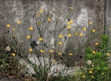 壁の芸術・・・。