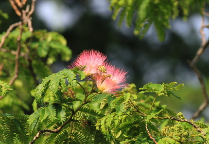 合歓の花咲く・・・。