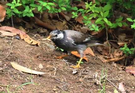 ムクドリ捕食・・・。