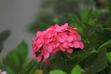 赤い紫陽花・・・。