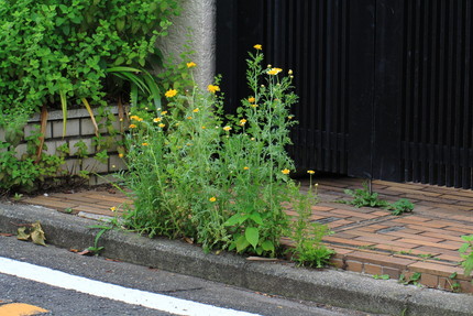 かなりの高さに伸びてますよね。...
