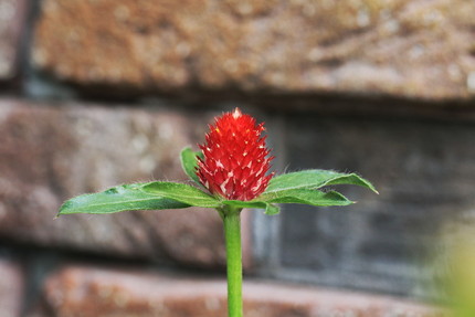 赤い花・・・。