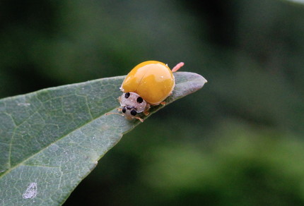 2013年、夏、昆虫記・・・（...
