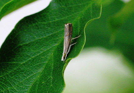 2013年、夏、昆虫記・・・（...