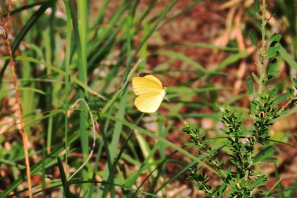 2013年、夏、昆虫記・・・（...