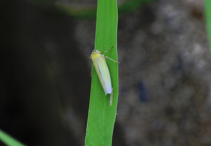 2013年、夏、昆虫記・・・（...