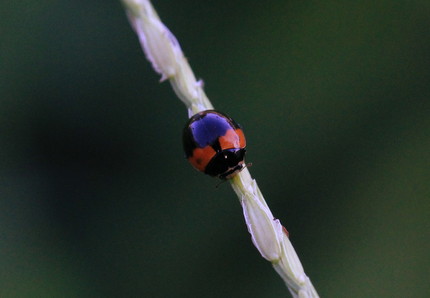 2013年、夏、昆虫記・・・（...