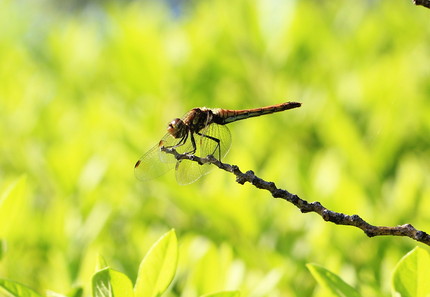 2013年、夏、昆虫記・・・（...