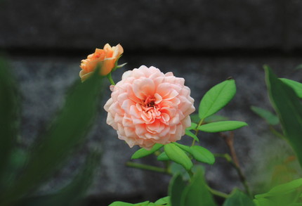 ピンクの薔薇・・・。