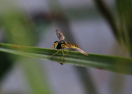 2013年、夏、昆虫記・・・（...