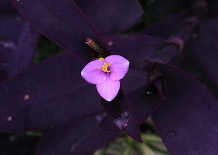 この花はなんでしょう？？？