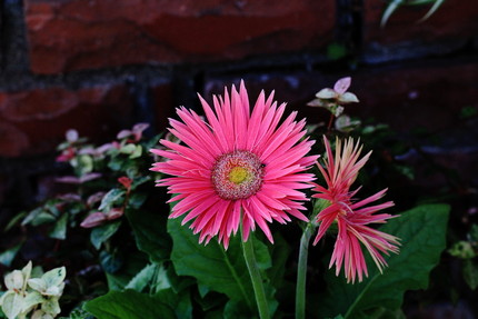 綺麗なピンク色の花・・・？？？