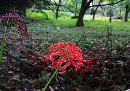 彼岸花情景・・・（五）