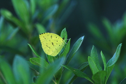 キタキチョウ・・・。