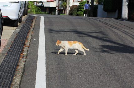 横切る・・・。
