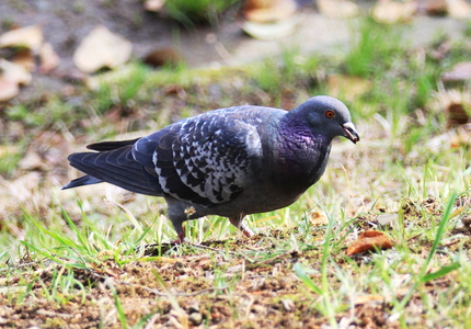 鳩がなんか食べてる・・・。