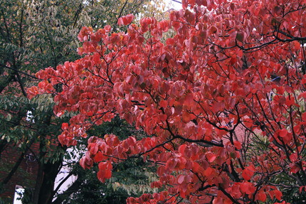 秋色点描（ハナミズキの紅葉）