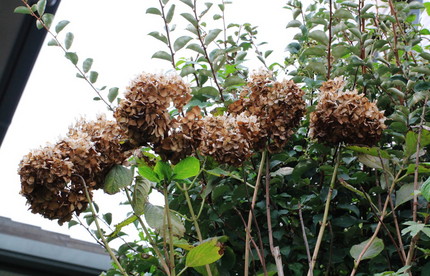 秋色点描（紫陽花）