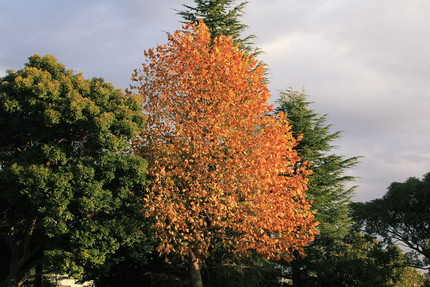 紅葉の秋・・・。