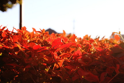 紅葉真っ盛り！！
