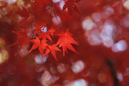 シリーズもみじの紅葉(一)