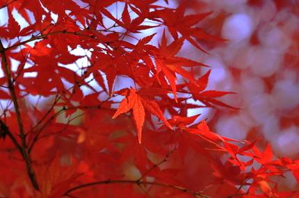 シリーズもみじの紅葉(二)