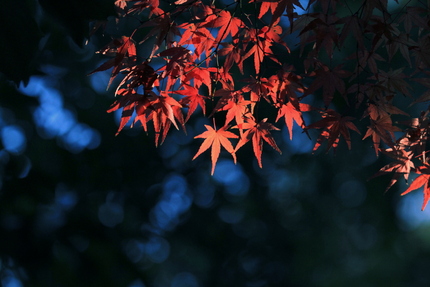 シリーズもみじの紅葉(三)