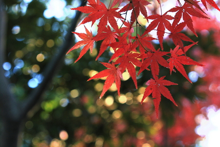 シリーズもみじの紅葉(四)