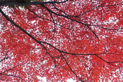 シリーズもみじの紅葉(五)