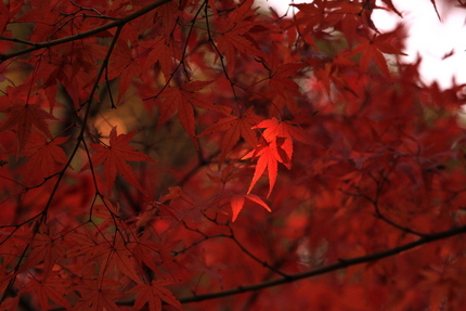 シリーズもみじの紅葉(最終回)
