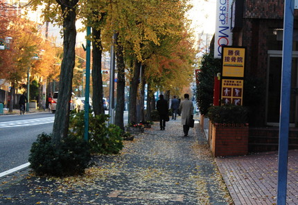 街路樹の黄葉・・・。