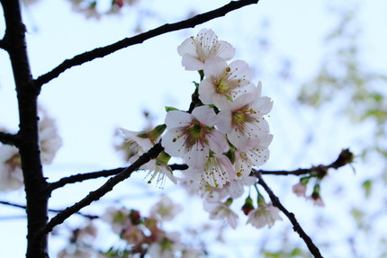 寒桜咲く・・・。