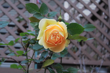 冬薔薇・・・。