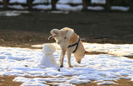雪だるまにおしっこ・・・。